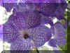 Orchid3.jpg (85565 bytes)
