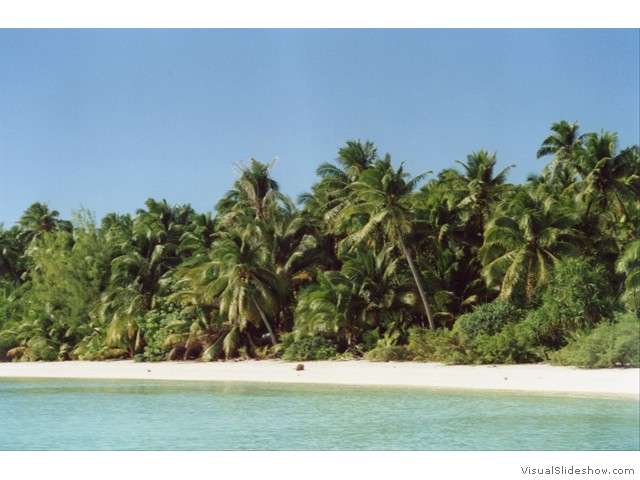 Akiami palms