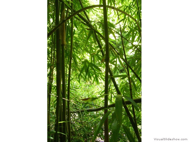 bamboo close