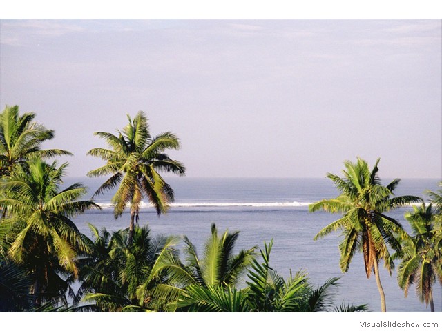 Fiji treetops