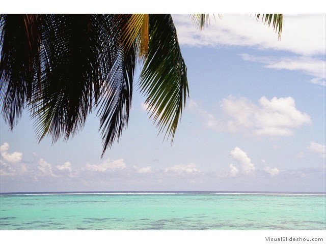 Palm horizontal