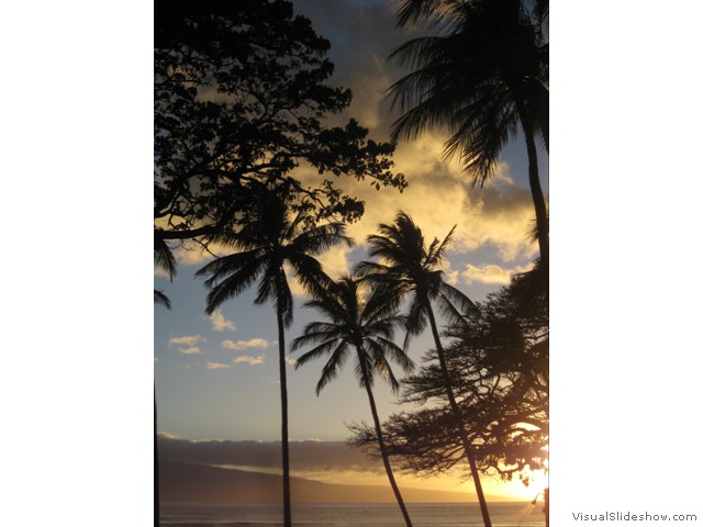 palm sunset