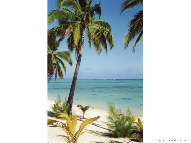 Raro beach trees vert