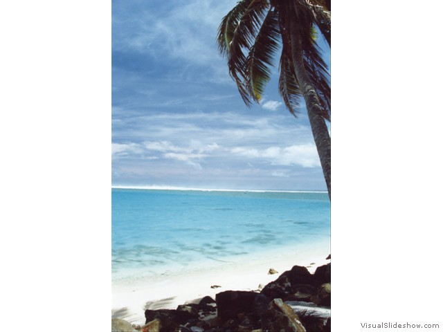 Raro tree n rock