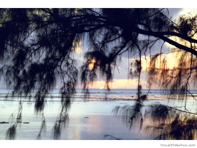 Sunset Pines