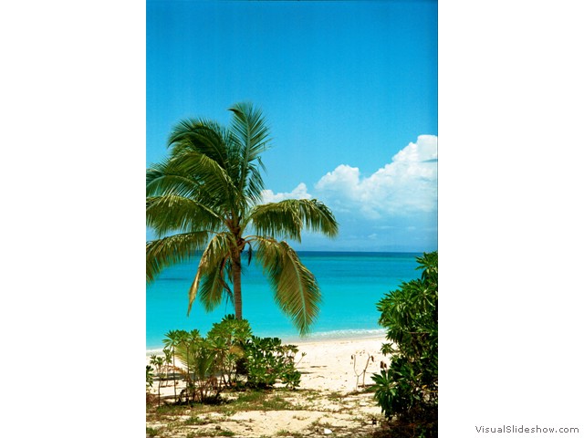 VATULELE - PALM VERTICAL