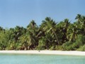Akiami palms