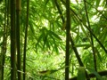 bamboo close