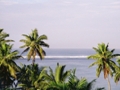 Fiji treetops