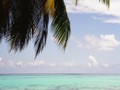 Palm horizontal