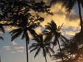 palm sunset