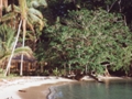 Qamea hut