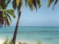 Raro beach trees vert