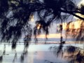 Sunset Pines